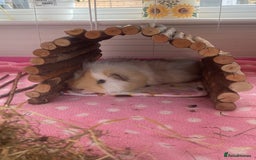 Guinea Pig rodents for sale: Two lovely boars with complete set up - Image 14