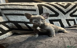 French Bulldog dogs for sale: French bulldogs , one fluffy (like his mum)  - Image 29
