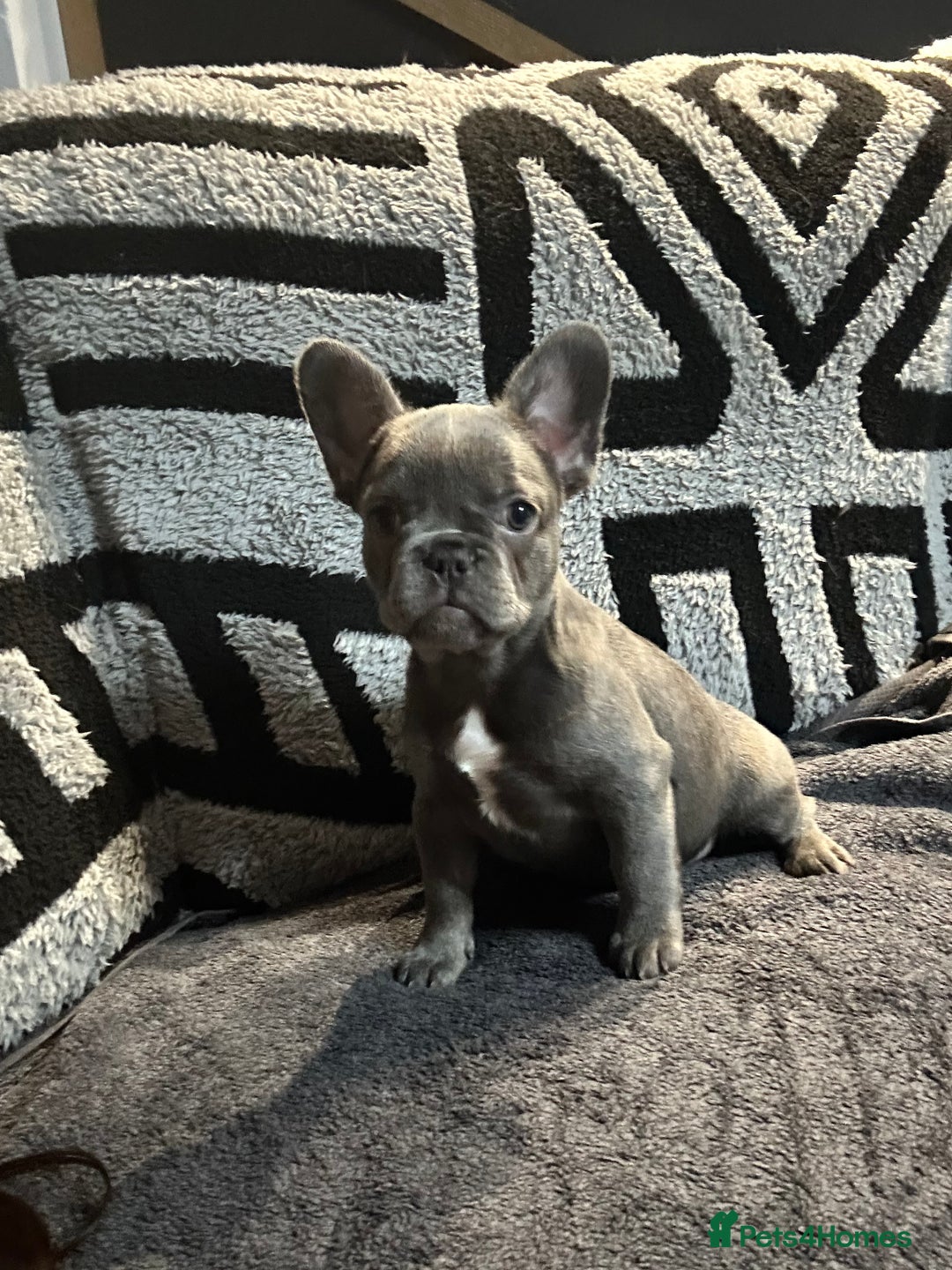 French Bulldog dogs for sale: French bulldogs , one fluffy (like his mum)  - Image 29