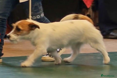 Jack Russell dogs KC registered Rough Coated Jack Russell Puppies  - Advert 6