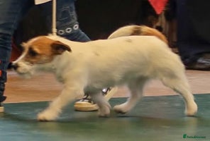 Jack Russell dogs KC registered Rough Coated Jack Russell Puppies - Advert 5