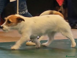 Jack Russell dogs KC registered Rough Coated Jack Russell Puppies - Advert 16