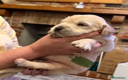 Golden Retriever dogs for sale: KC Reg Golden Retriever Pups - CHAMPION Bloodlines - Image 39