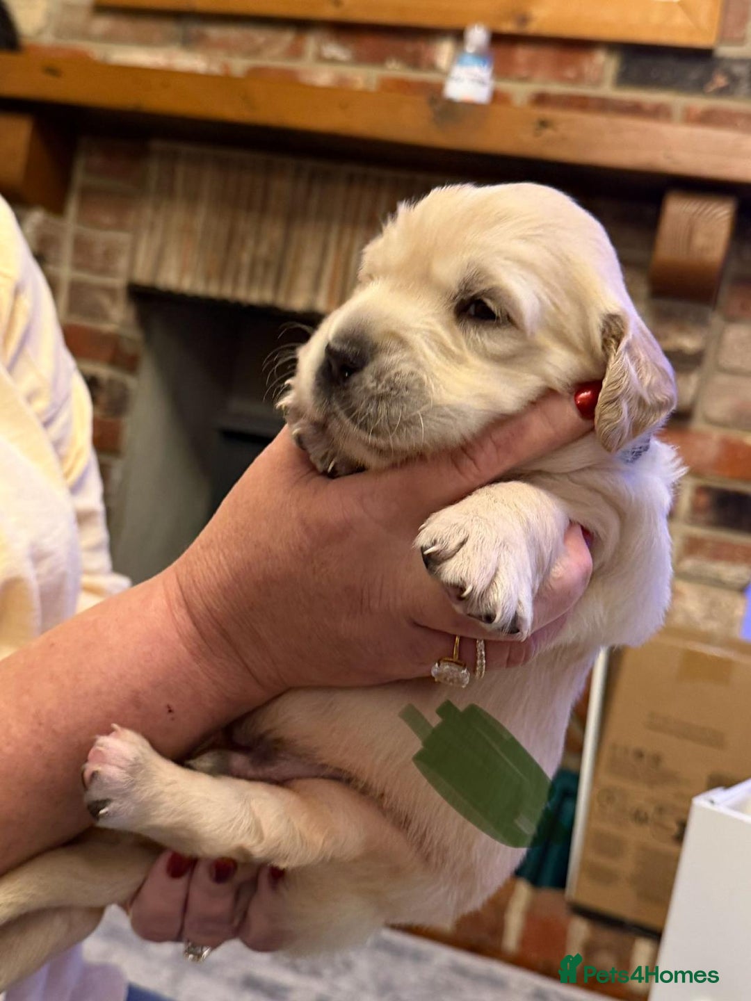 Golden Retriever dogs for sale: KC Reg Golden Retriever Pups - CHAMPION Bloodlines - Image 39