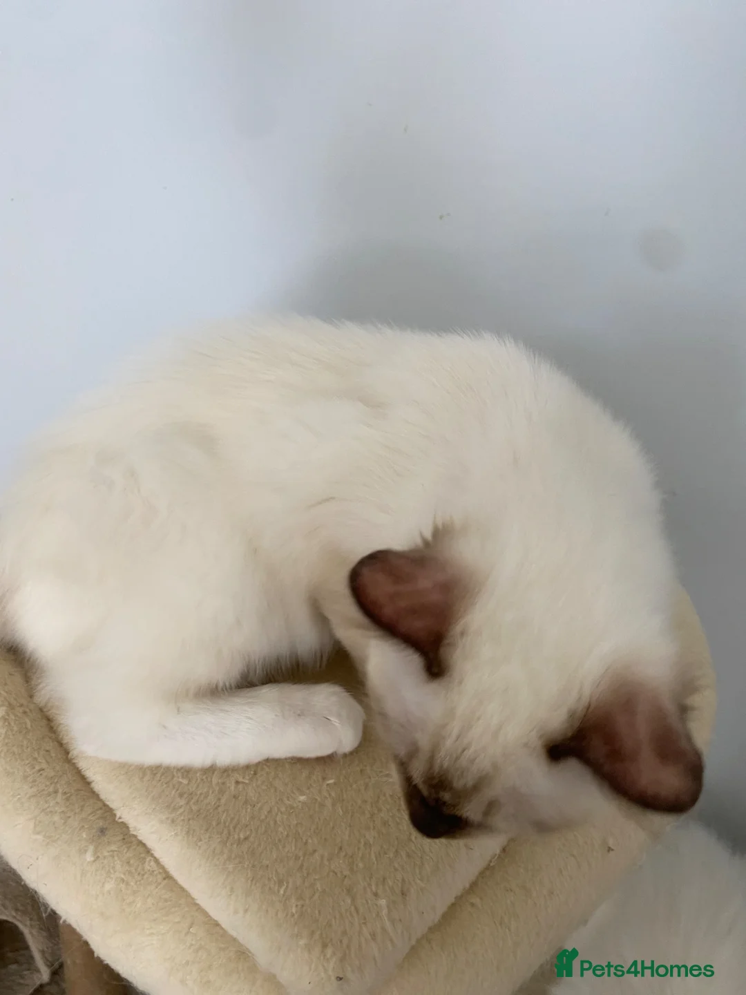 Ragdoll cats for sale: 3 LEFT!!! TICA REGISTERED RAGDOLL KITTENS  - Advert 2