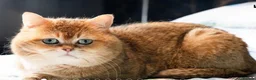 British Shorthair cats for sale: Rare Bonded Pair British Shorthairs - Advert 12
