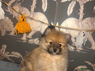 Pomeranian dogs - Advert 24