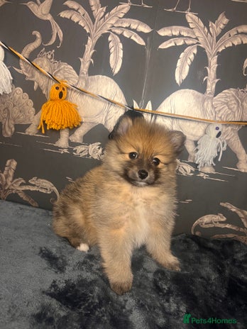 Pomeranian dogs - Advert 15
