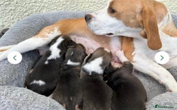 Beagle dogs for sale: Chunky tri-coloured beagle puppy - Image 4