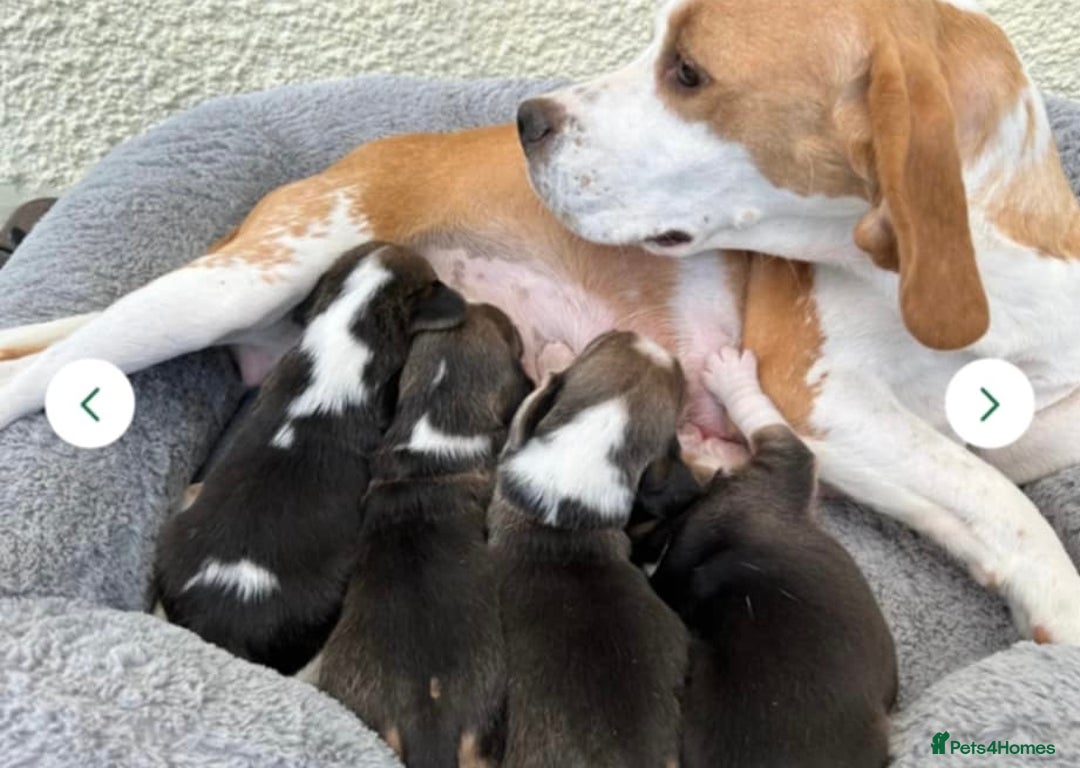 Beagle dogs for sale: Chunky tri-coloured beagle puppy - Image 4