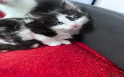 Mixed Breed cats for sale: Gorgeous Fluffy Kittens - Image 11