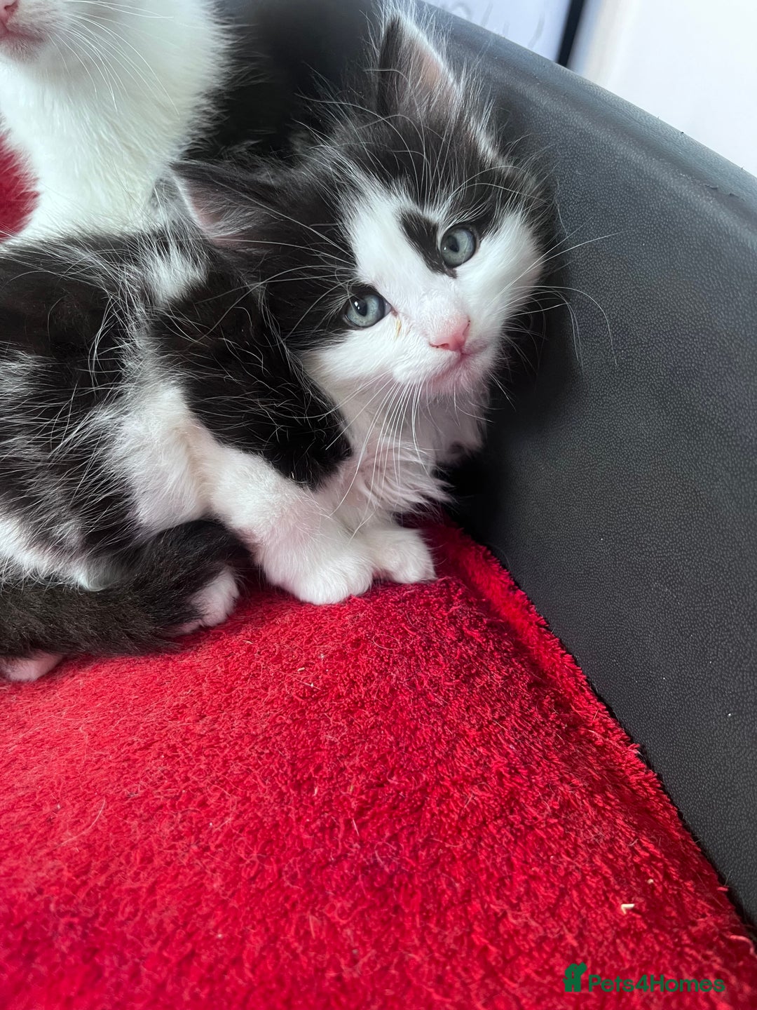 Mixed Breed cats for sale: Gorgeous Fluffy Kittens - Image 11