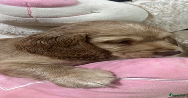 Cocker Spaniel dogs - Advert 2