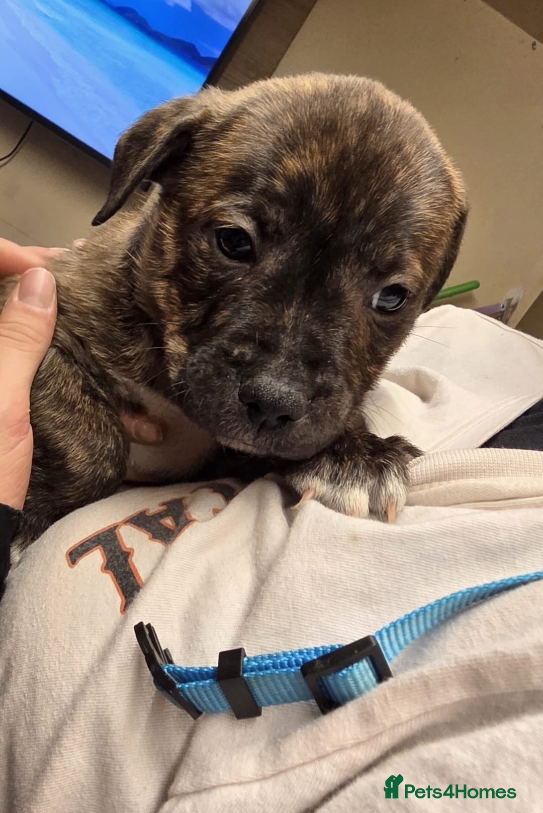 Mixed Breed dogs for sale: Staffy mix breed pups for sale - Advert 3