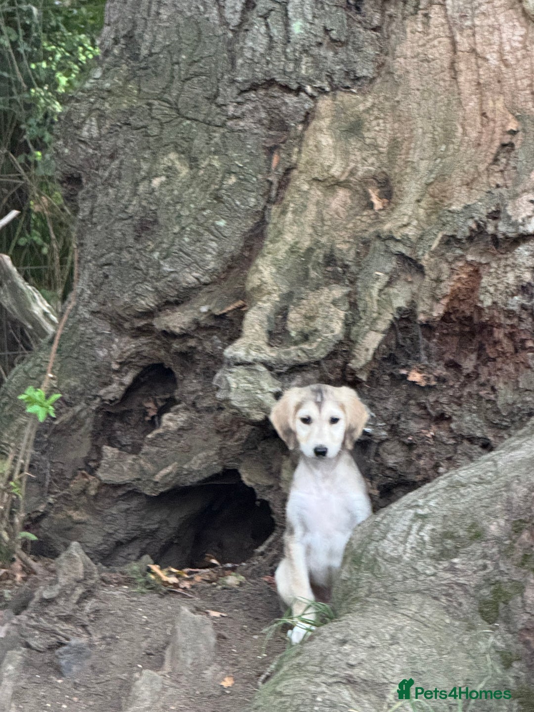Saluki dogs for sale: Lovely Saluki Puppies - Image 1