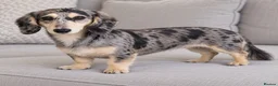 Miniature Dachshund dogs for sale: READY NOW Kc reg boys & girls - Advert 38