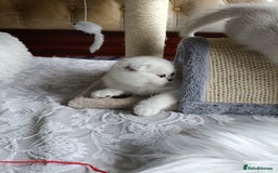 British Shorthair cats for sale: Scottish Fold and Straight kittens  - Image 7