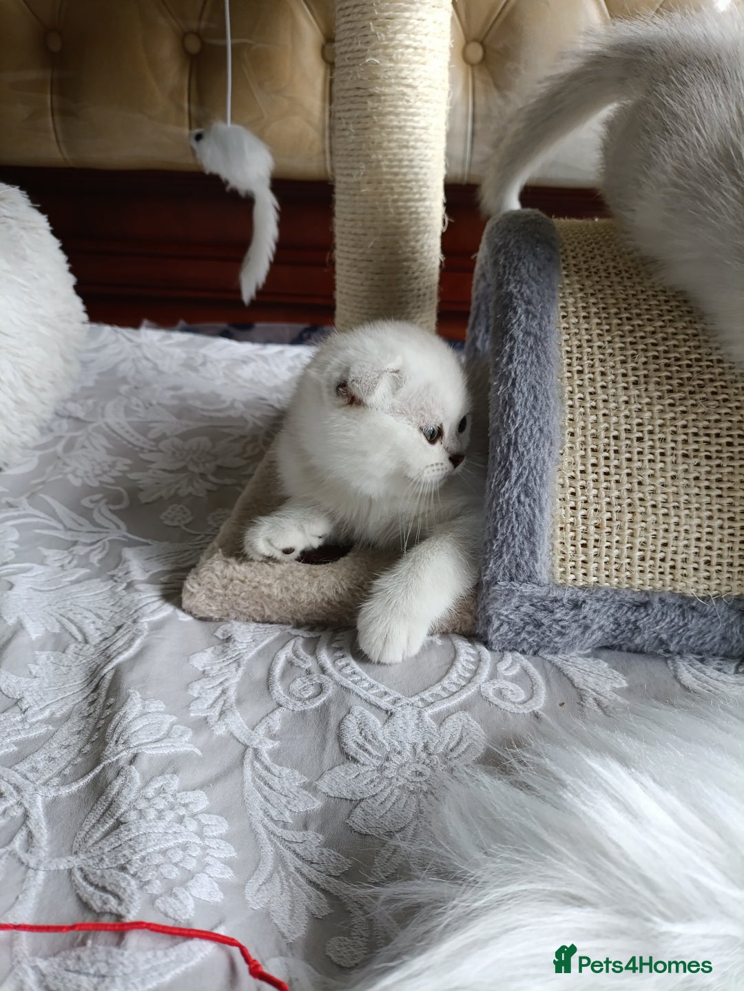 British Shorthair cats for sale: Scottish Fold and Straight kittens  - Image 7