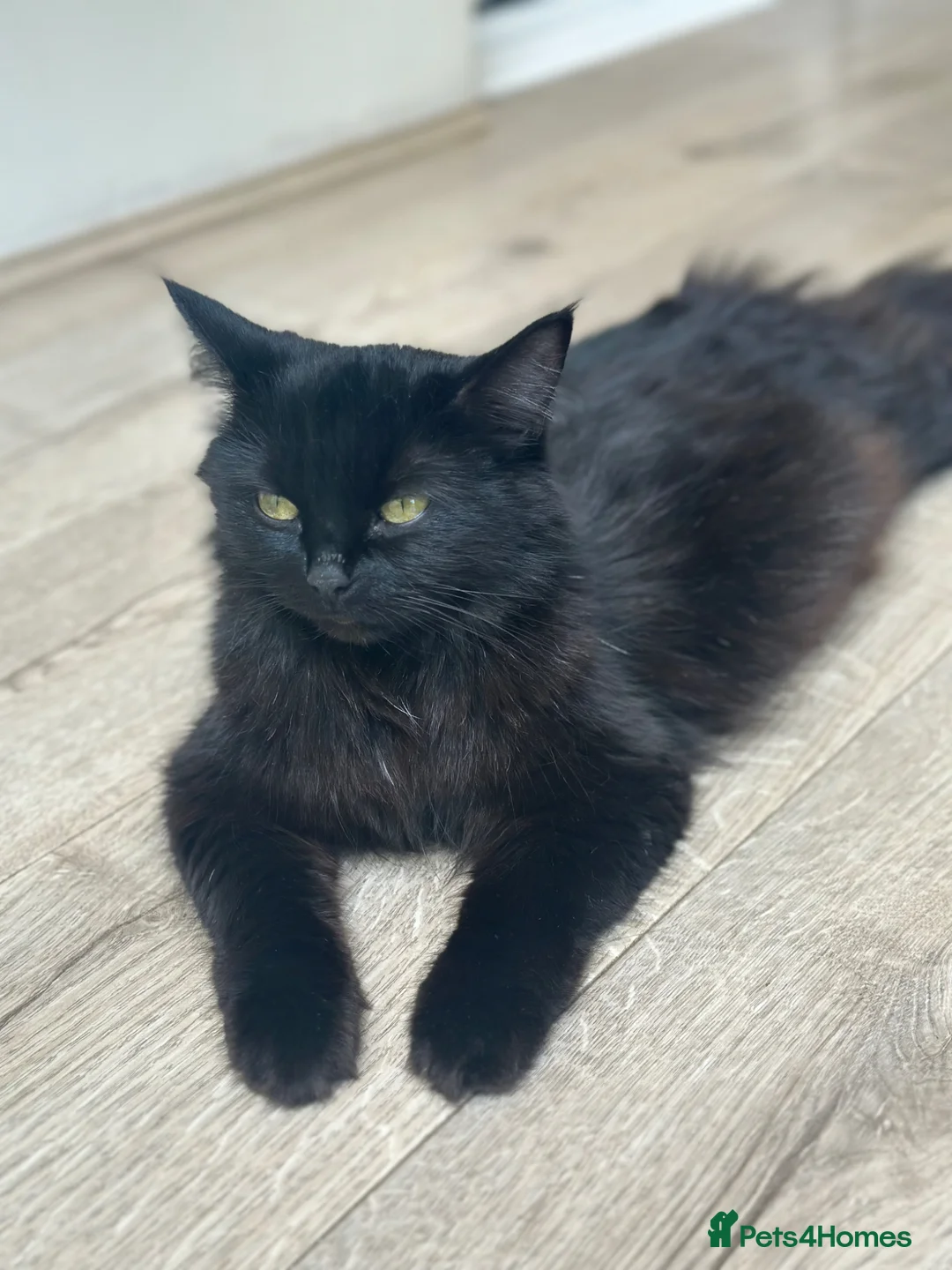 British Longhair cats for sale: Last adorable kitten ready to go - Advert 2