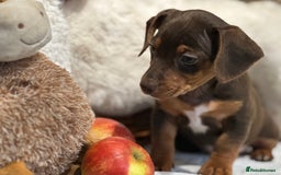 Mixed Breed dogs for sale: Wonderful daxijacks !! 🐶 - Image 4