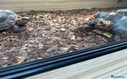 Tortoise reptiles for sale: Two beautiful redfoots - Image 4