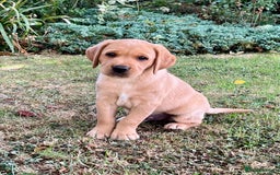 Labrador Retriever dogs for sale: Beautiful KC Reg Yellow/Fox Red Labrador puppies - Image 2