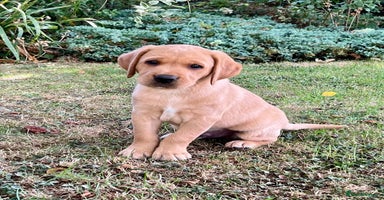 Labrador Retriever dogs - Advert 4