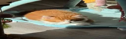 Mixed Breed cats for sale: Beautiful ginger and white half Maine coon kitten  - Advert 4