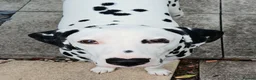 Dalmatian dogs for sale: Nila a lovely Dalmatian needs a good home in Worcester - Advert 13