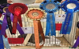 British Shorthair cats for stud: 💙 Big beautiful blue stud East Midlands 💙 in Derby - Image 2