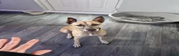 Whippet dogs for sale: Beautiful 3 year old boy needs forever home - Advert 3