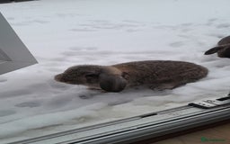 Mini Lop rabbits for sale: Neville - Image 5