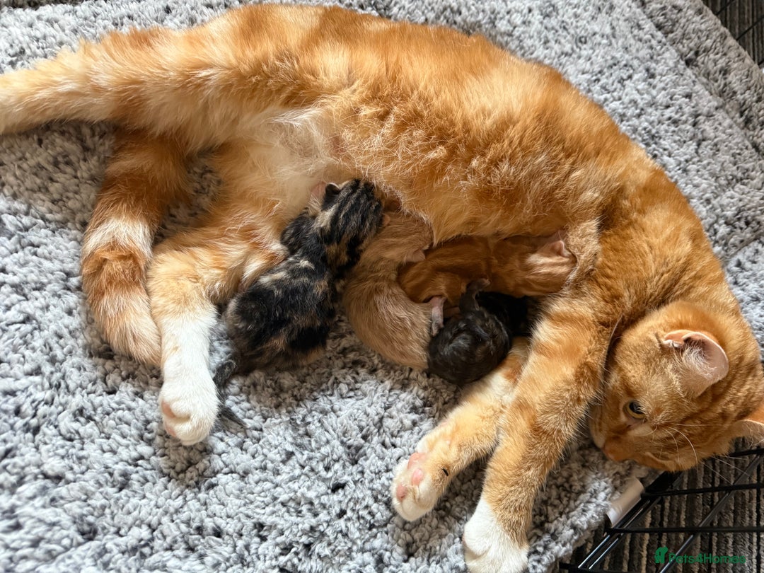 Mixed Breed cats for sale: Beautiful sandy male kitten - Image 3