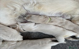 Golden Retriever dogs for sale: Kc reg golden retriever pups - Image 6