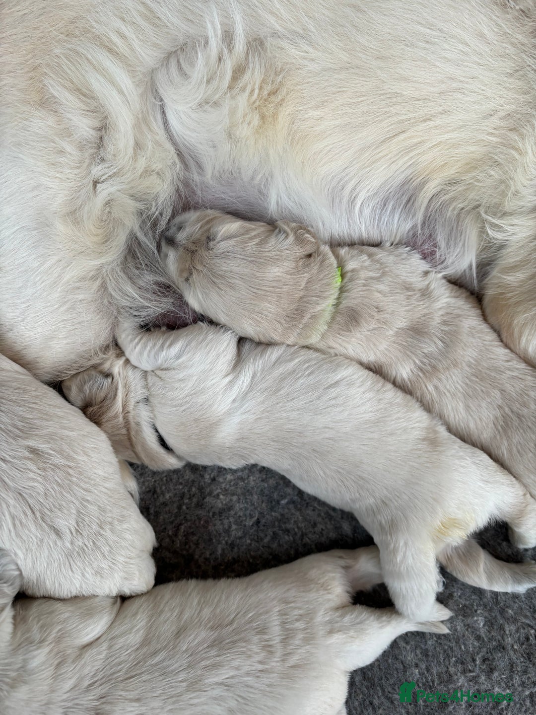 Golden Retriever dogs for sale: Kc reg golden retriever pups - Image 6