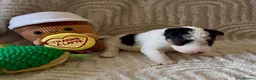 Fox Terrier dogs for sale: Kc registered wire fox terriers  - Advert 5