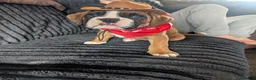 Boxer dogs for sale: Stunning boxer puppies  - Advert 30