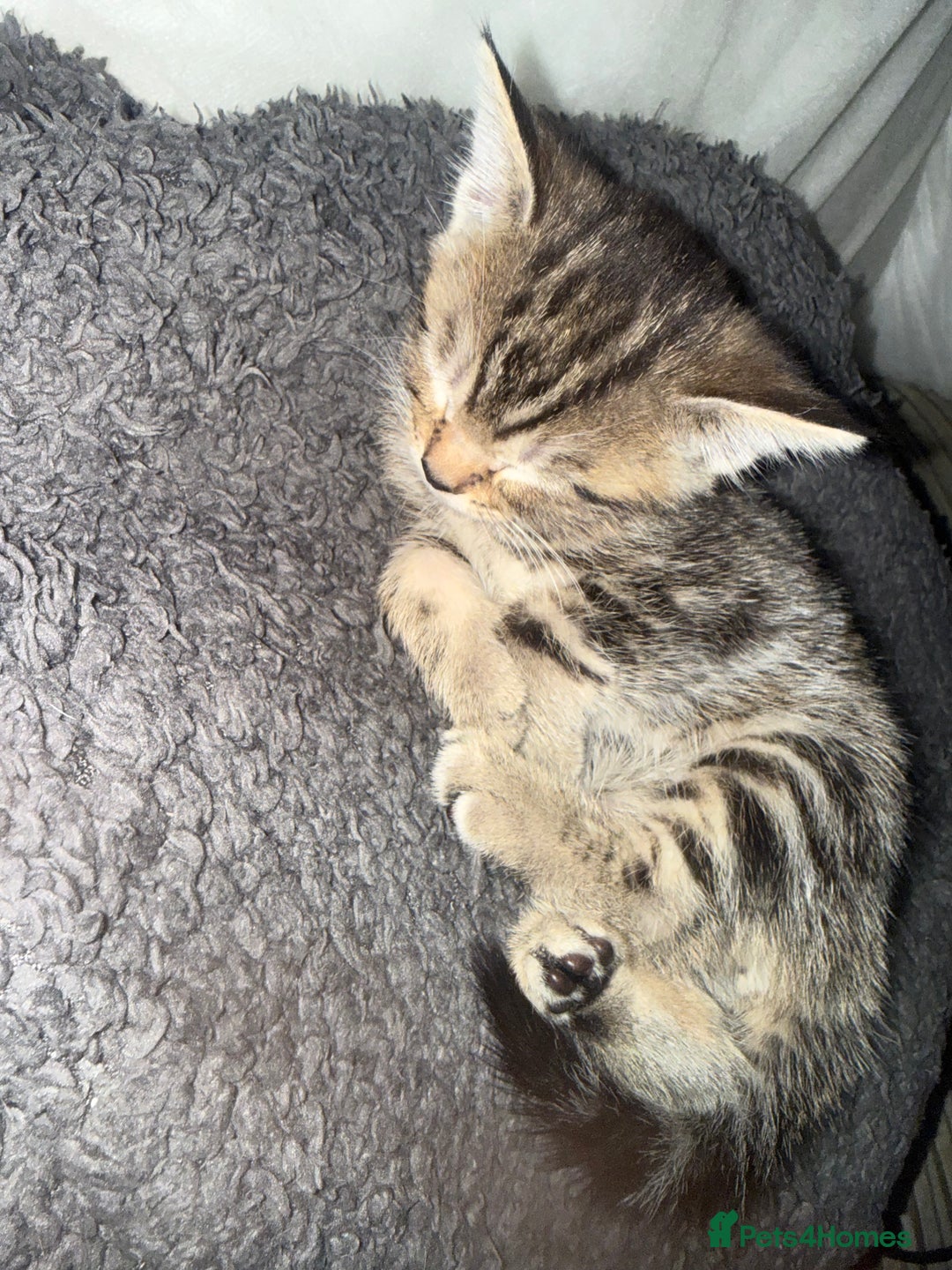 Mixed Breed cats for sale: Mixed breed male kittens - Advert 6