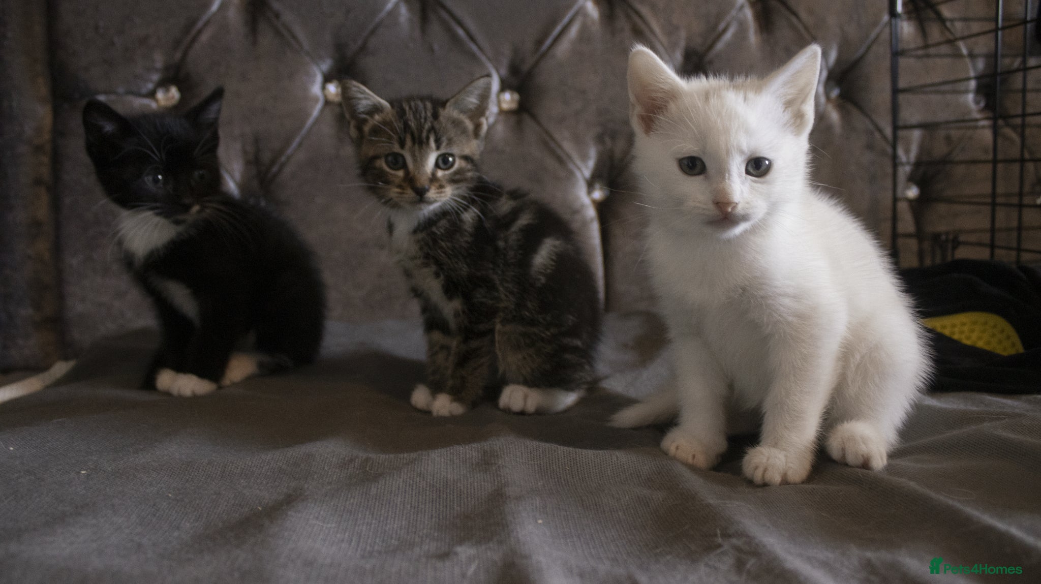 Mixed Breed cats 5 beautiful mixed breed kittens for sale. - Advert 4