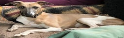 Whippet dogs for sale: Beautiful Whippet Puppies - 3 Boys & 2 Girls - Advert 4