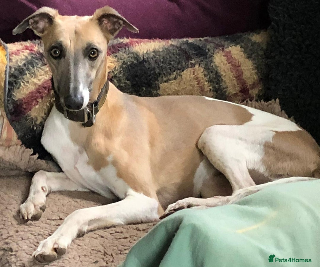 Whippet dogs for sale: Beautiful Whippet Puppies - 3 Boys & 2 Girls - Advert 4