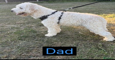 Goldendoodle dogs - Advert 2