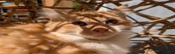 Bengal cats for sale: Snowfy - Advert 4