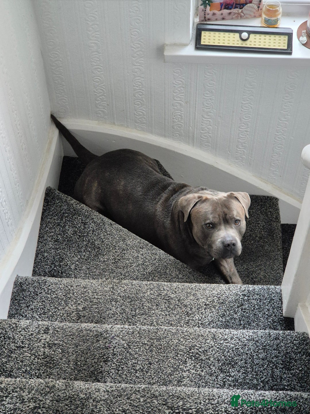 Staffordshire Bull Terrier dogs for stud: Maximus Prime ready for Stud in Birmingham - Advert 14