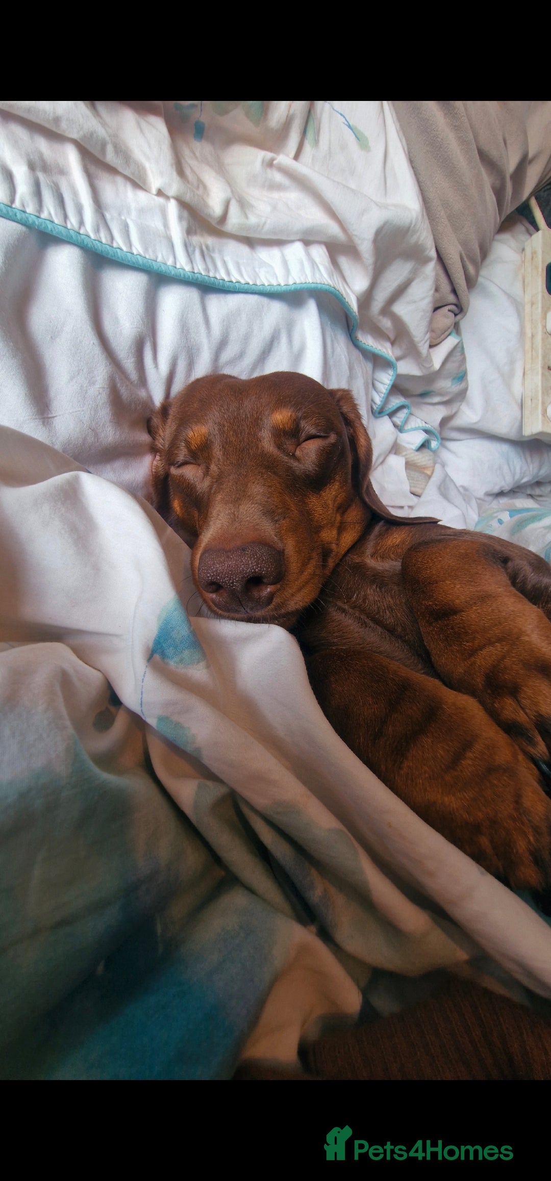 Dachshund dogs for sale: Dashund puppies - Advert 7