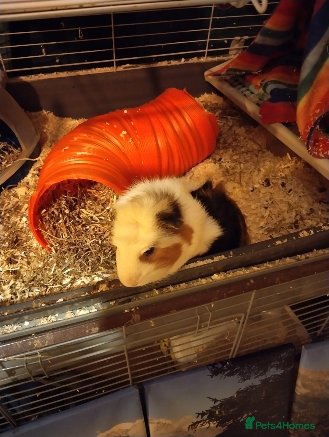 Guinea Pig rodents for sale: 2 Year Old Male Guinea Pig Including Large Cage  - Advert 3