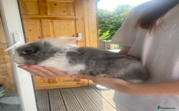 Lionhead rabbits - Advert 5