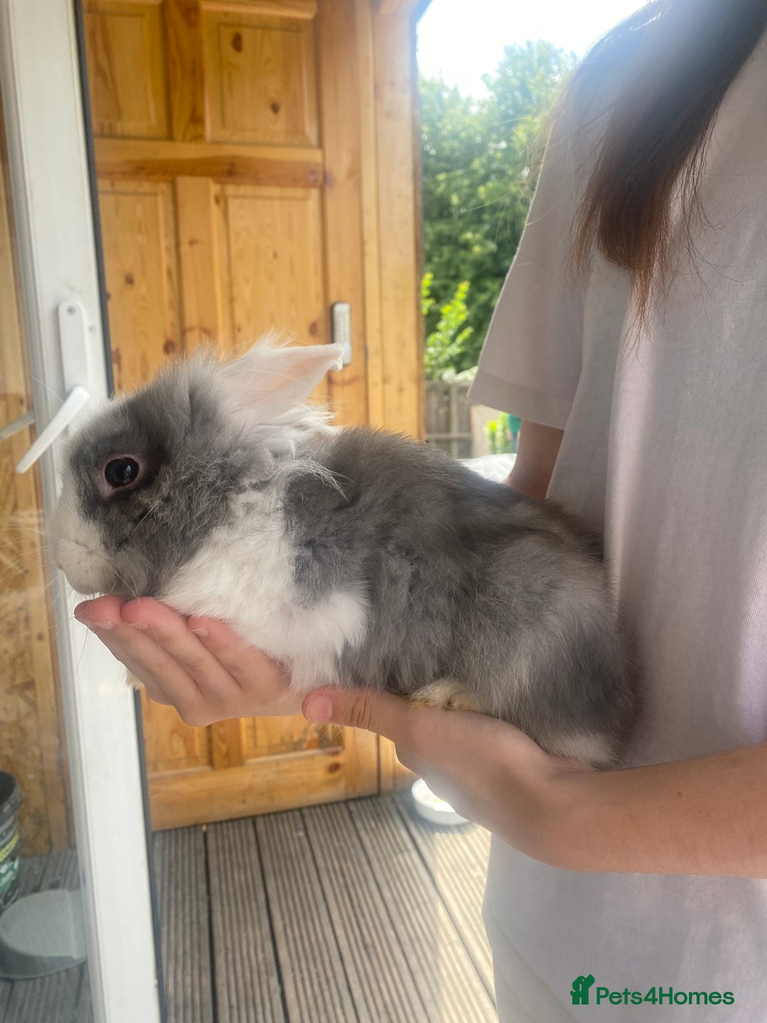 Lionhead rabbits for sale: Baby bunnies - Image 1