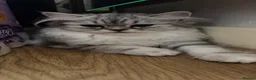 Persian cats for sale: Beautiful Silver White Doll Face Persian Kittens - Advert 5