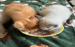 Ragdoll cats for sale: Beautiful Ragdoll cross kittens.  - Image 12